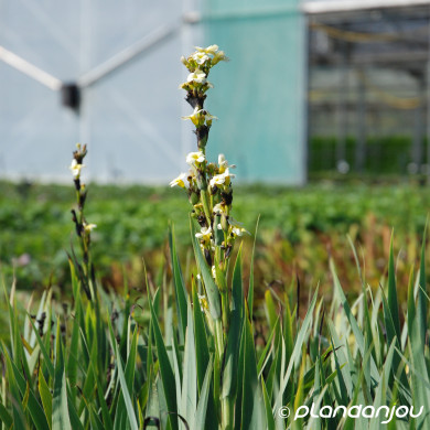Sisyrinchium striatum