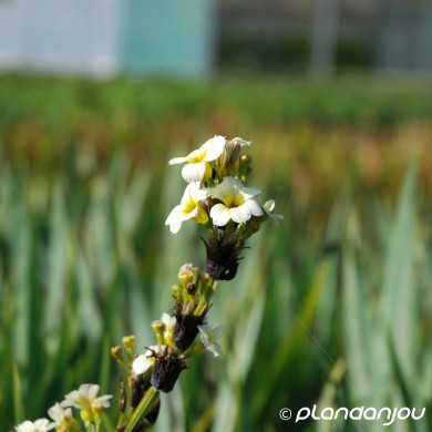 Sisyrinchium striatum
