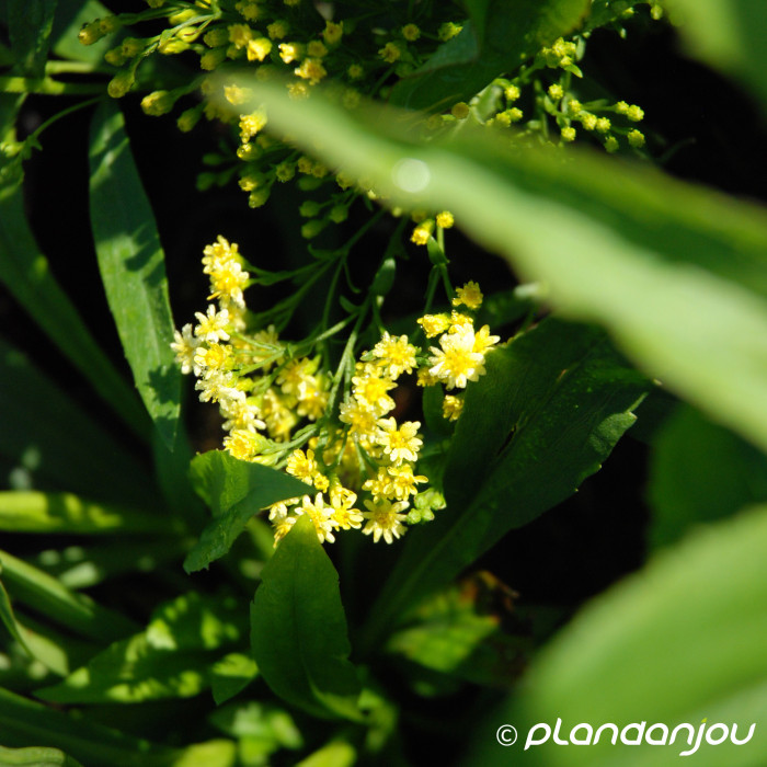 xSolidaster luteus 'Lemore'