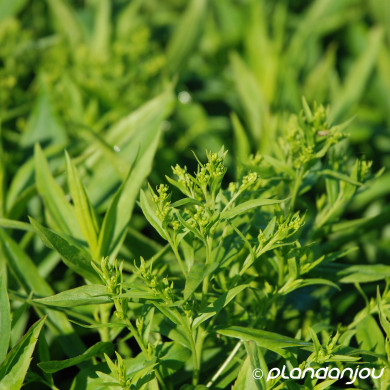 xSolidaster luteus 'Lemore'