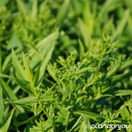 xSolidaster luteus 'Lemore'