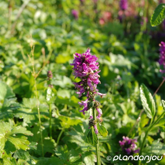 Betonica officinalis 'Hummelo'