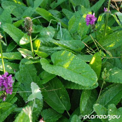 Betonica officinalis 'Hummelo'