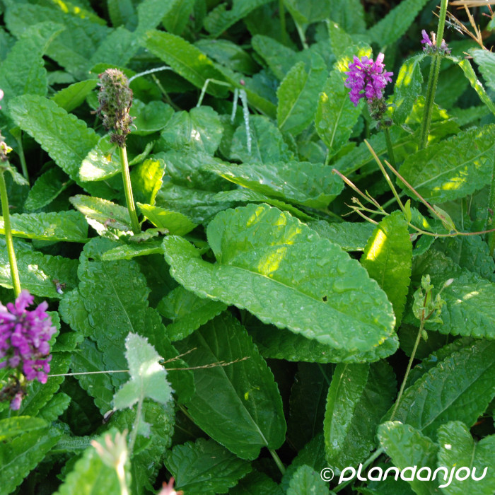 Betonica officinalis 'Hummelo'