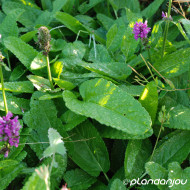 Betonica officinalis 'Hummelo'