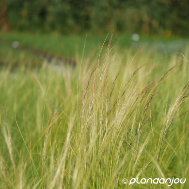 Stipa tenuissima 'Ponytails'