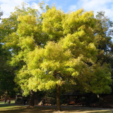 Fraxinus excelsior 'Jaspidea'