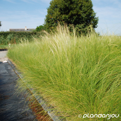 Stipa tenuissima 'Ponytails'