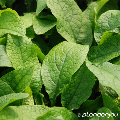 Symphytum grandiflorum