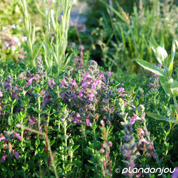 Teucrium x lucidrys