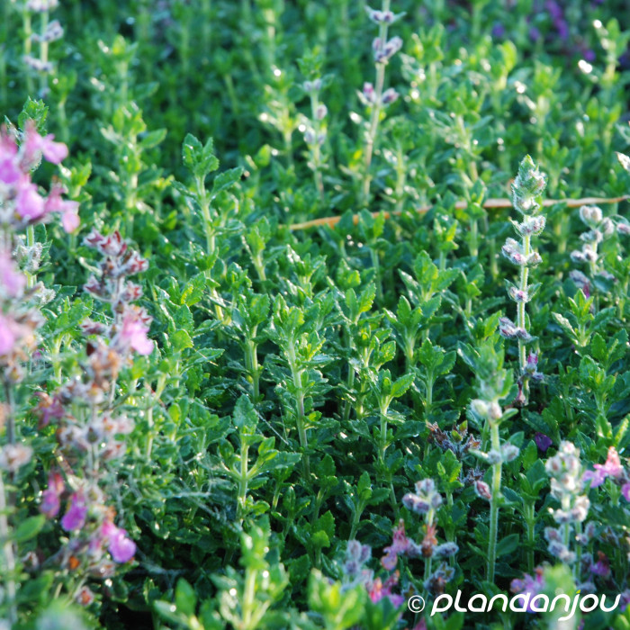 Teucrium x lucidrys