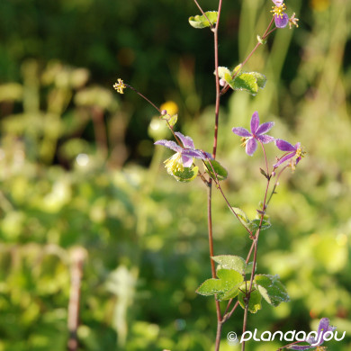 Thalictrum rochebruneanum