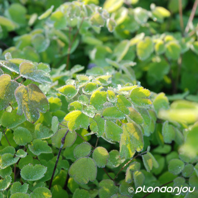 Thalictrum rochebruneanum