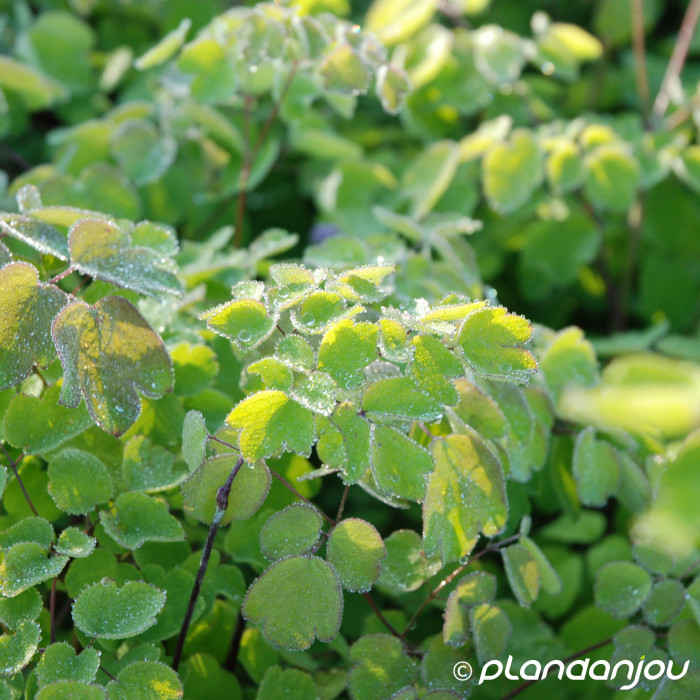 Thalictrum rochebruneanum