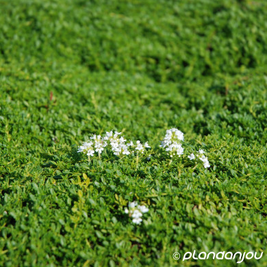 Thymus praecox 'Albiflorus'
