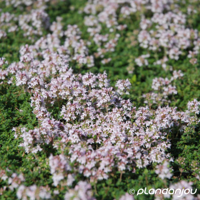 Thymus praecox 'Pink Chintz'