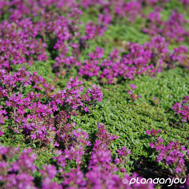 Thymus praecox 'Red Carpet'