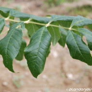 Fraxinus excelsior 'Jaspidea'