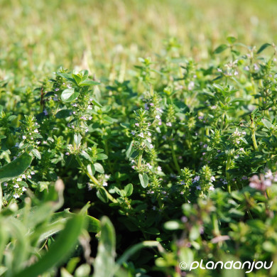 Thymus serpyllum