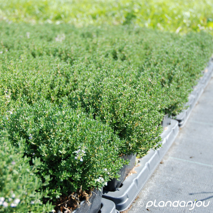 Thymus vulgaris Compactus