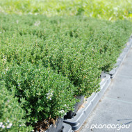 Thymus vulgaris Compactus