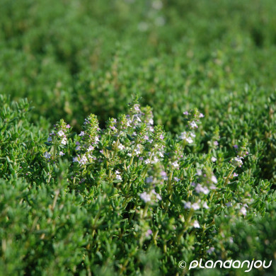 Thymus vulgaris Compactus