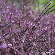 Verbena officinalis Bampton