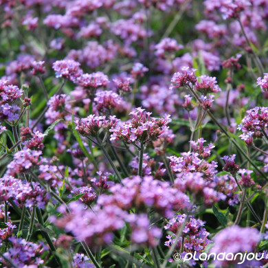 Verbena bonariensis 'Lollipop'®