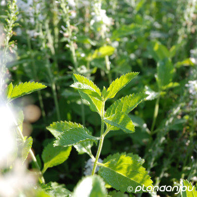 Veronica spicata 'Icicle'