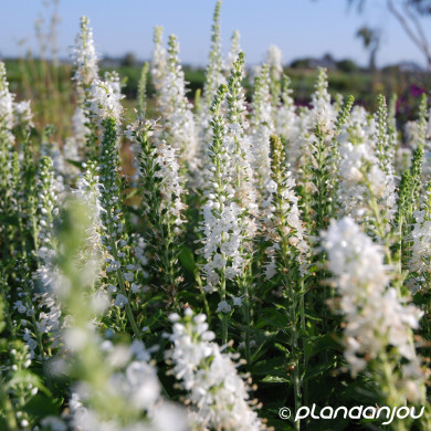 Veronica spicata 'Icicle'