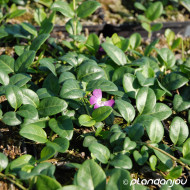 Vinca minor 'Atropurpurea'