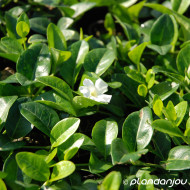Vinca minor 'Alba'
