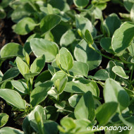 Vinca major 'Variegata'