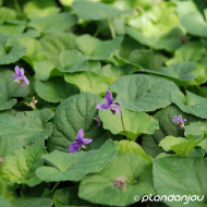 Viola odorata 'Königin Charlotte'