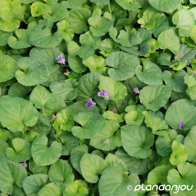 Viola odorata 'Königin Charlotte'