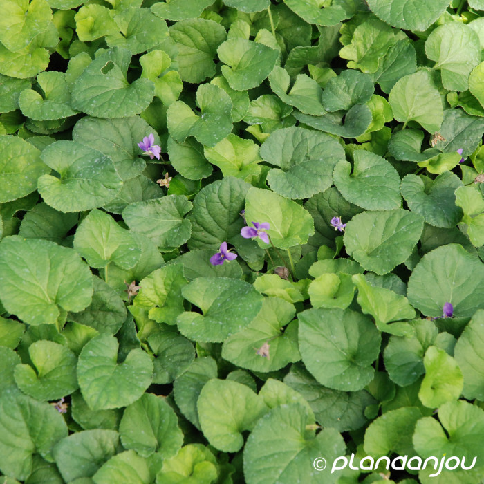 Viola odorata 'Königin Charlotte'