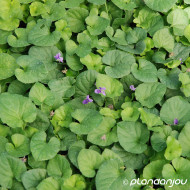 Viola odorata 'Königin Charlotte'