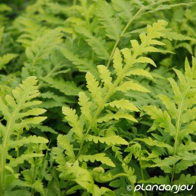 Woodwardia fimbriata