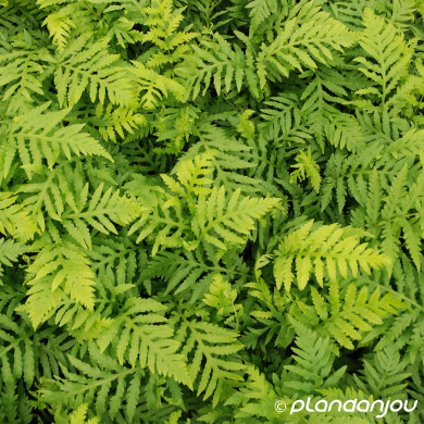 Woodwardia fimbriata