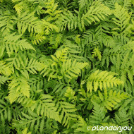 Woodwardia fimbriata