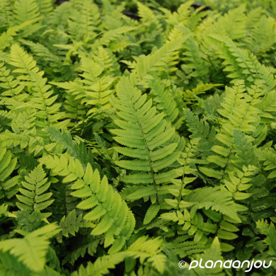 Woodwardia fimbriata