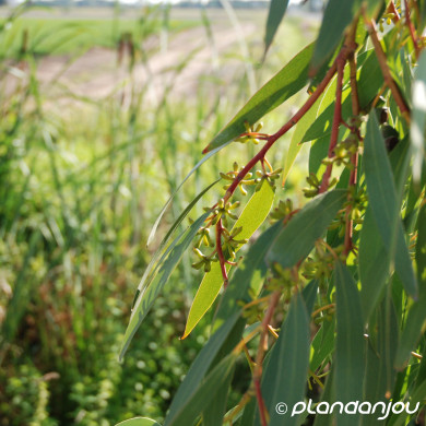 Eucalyptus pauciflora subsp. niphophila
