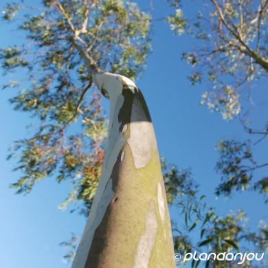 Eucalyptus pauciflora subsp. niphophila