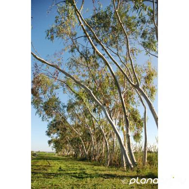 Eucalyptus pauciflora subsp. niphophila