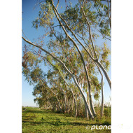 Eucalyptus pauciflora subsp. niphophila