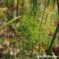 Foeniculum vulgare