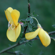 Cytisus scoparius