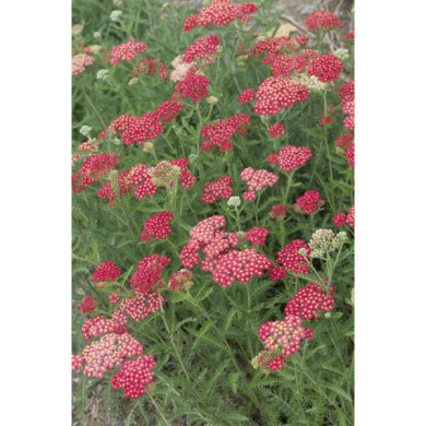 Achillea millefolium 'Cerise Queen'