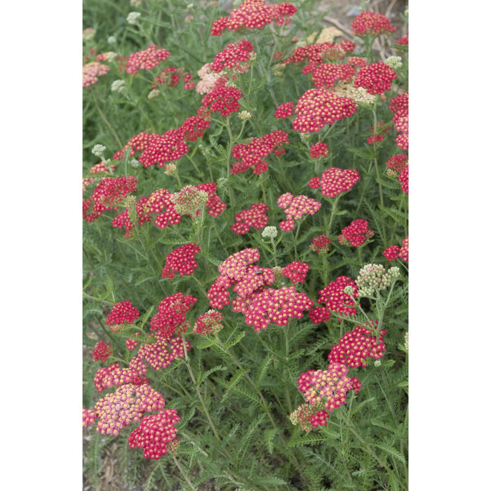 Achillea millefolium 'Cerise Queen'
