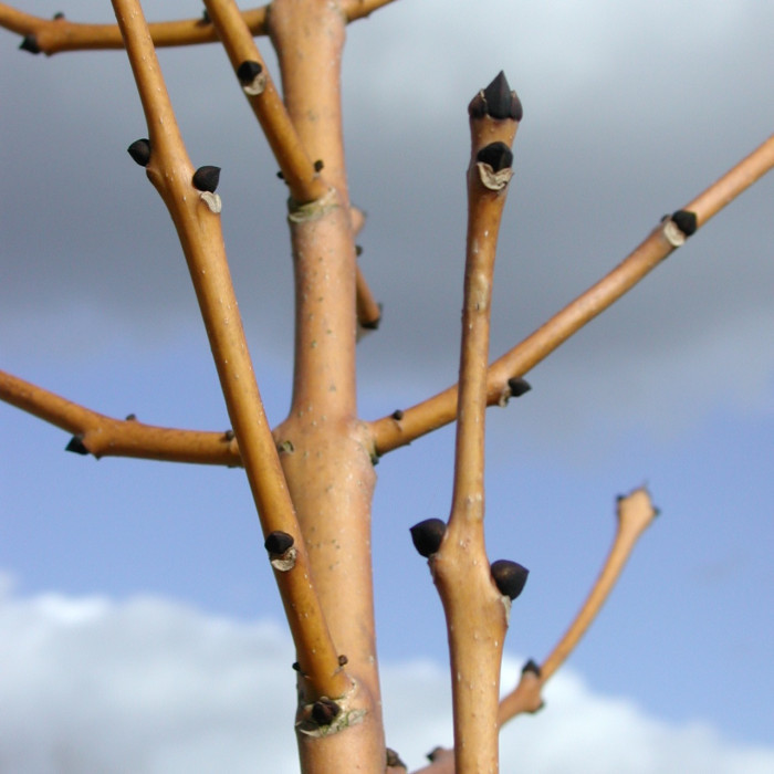 Fraxinus excelsior 'Jaspidea'